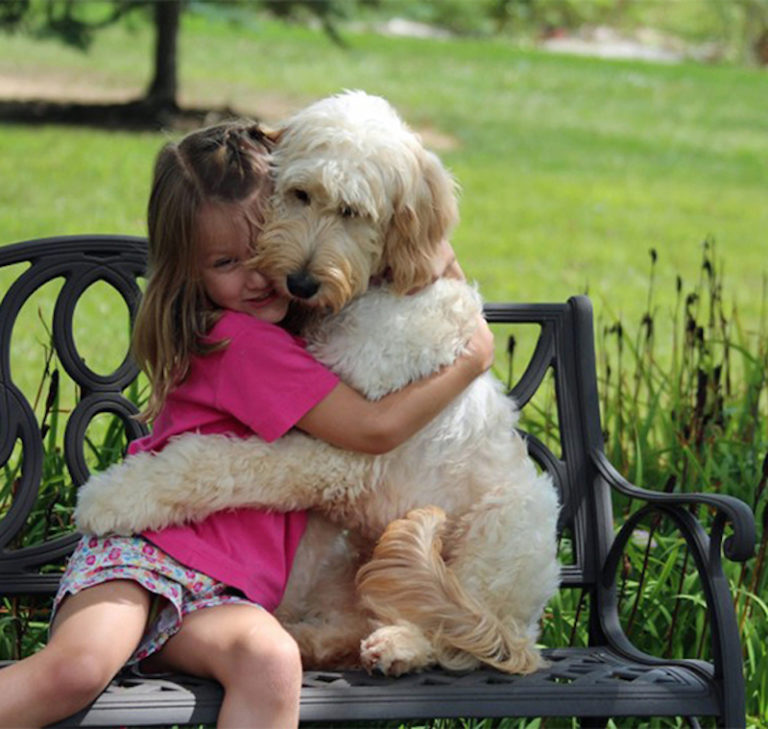 dog hugging pillow